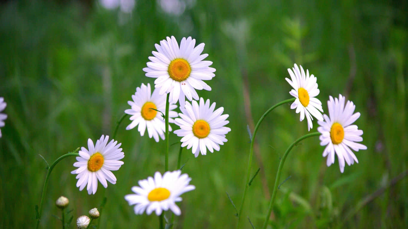 1366x768 Daisies 桌布 壁紙 — 白色雛菊帶有明亮的黃色花心，在柔和的自然光下盛開於茂盛的綠色草地上。
