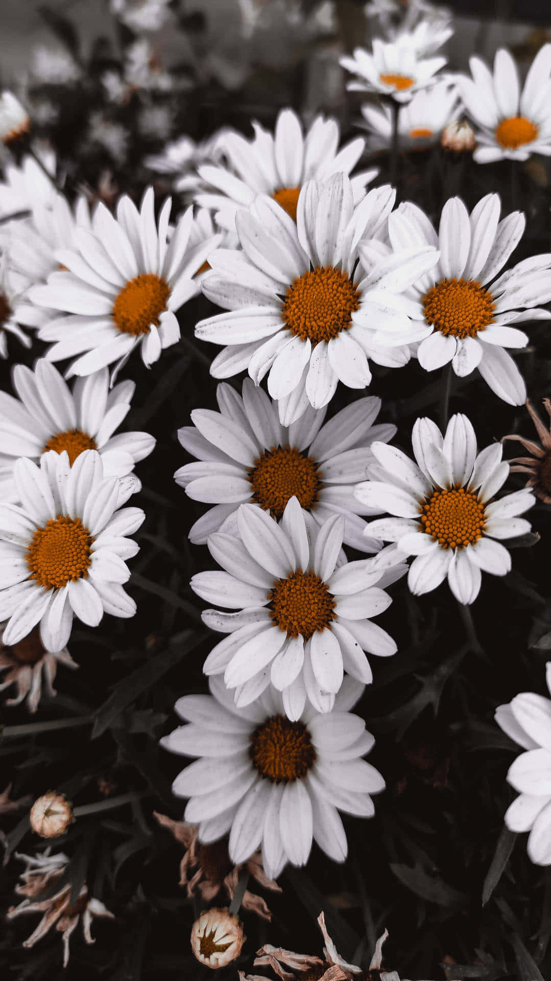 Android Daisies 桌布 壁紙 — 白色雛菊帶有鮮豔橙色花心，在深色柔和背景上密集綻放。