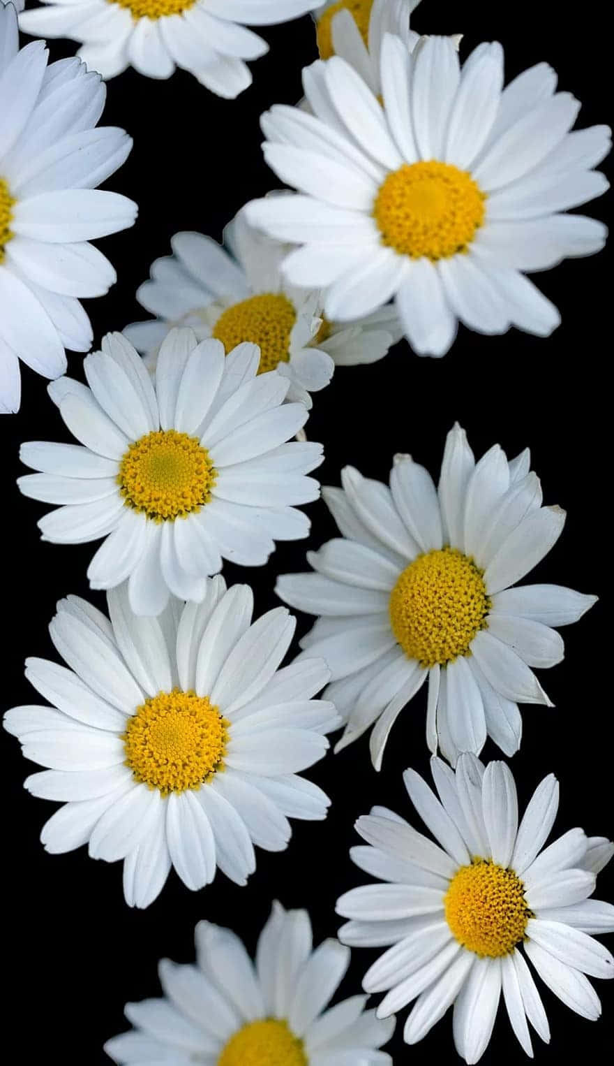 Android Daisies 桌布 壁紙 — 白色雛菊帶有鮮黃色花心，在純黑背景上散落綻放。
