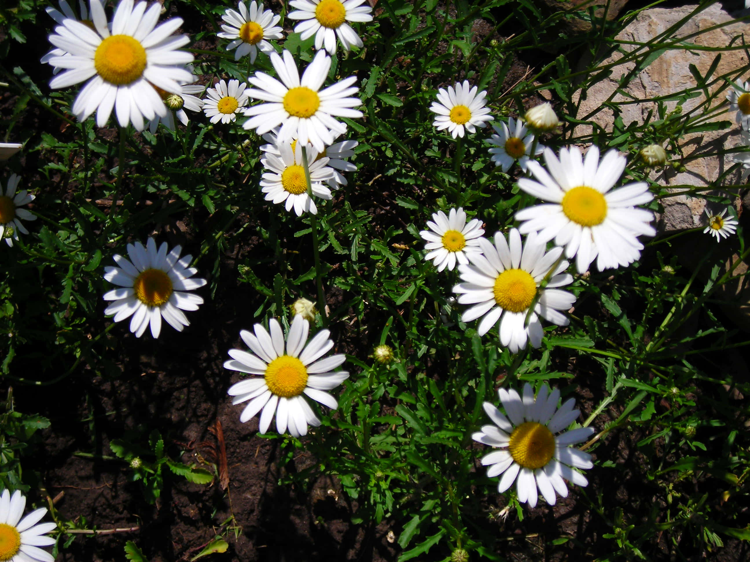 Daisy 桌布 壁紙 — 白色雛菊帶有鮮黃色花心，在陽光下密集盛開於綠葉和泥土之間。