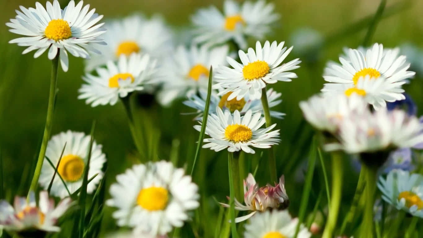 1366x768 Daisies 桌布 壁紙 — 白色雛菊帶有鮮黃色花心，在陽光明媚的綠色草地上盛開，景深較淺。