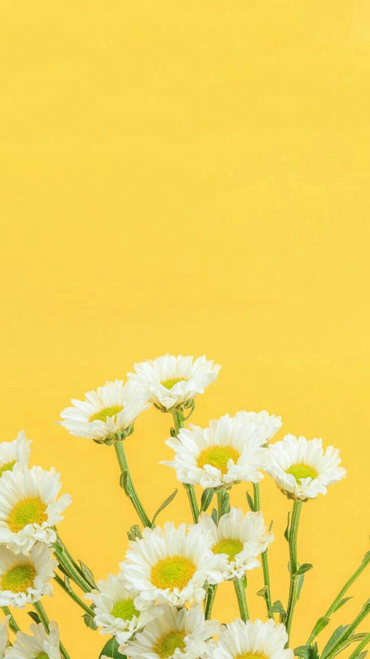 雛菊 iPhone 桌布 壁紙 — 白色雛菊帶有黃色花心，在純色亮黃色背景上以極簡構圖綻放。