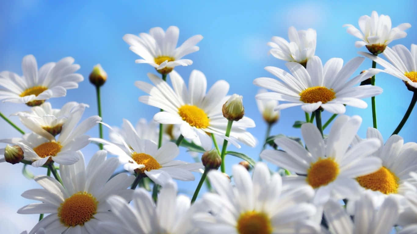 1366x768 Daisies 桌布 壁紙 — 白色雛菊帶有黃色花心，在陽光明媚的田野中，襯著明亮的藍天盛開。