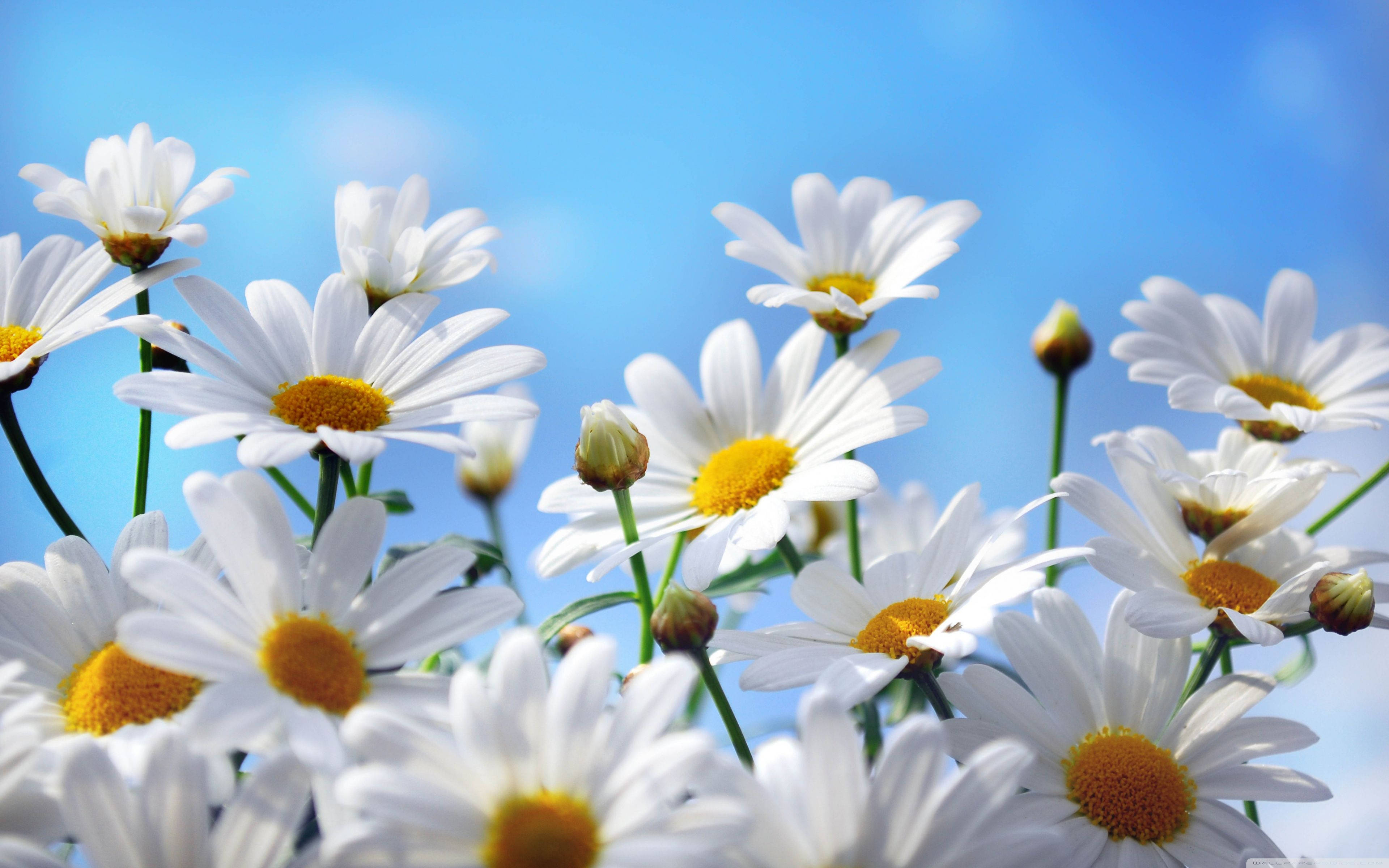 Flowers 桌布 壁紙 — 白色雛菊帶有黃色花心，在陽光明媚的田野中對著明亮的藍天盛開。