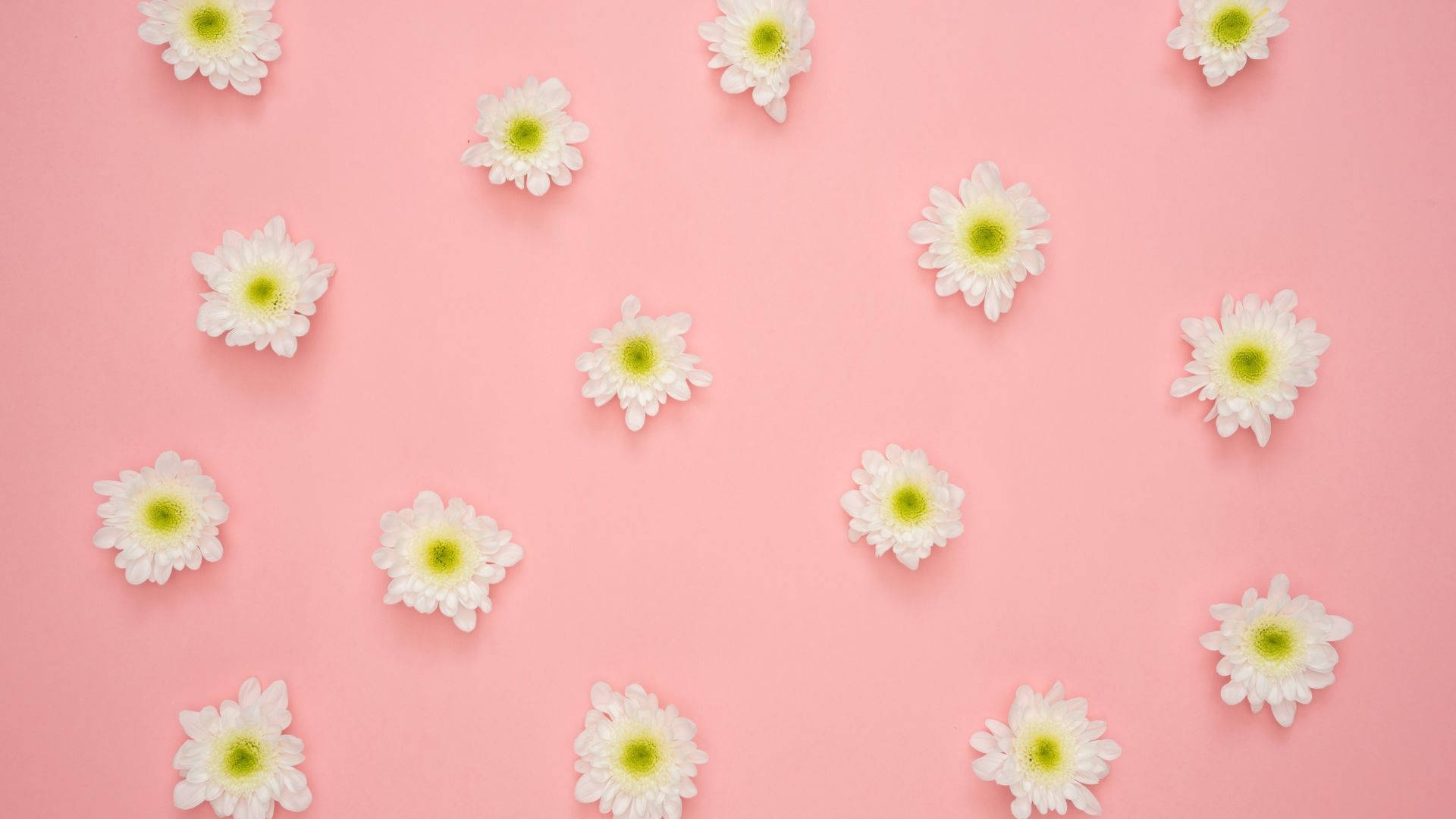 Minimalist Flower Computer 桌布 壁紙 — 白色雛菊帶有黃色花心，散落在柔和的粉紅色背景上，形成平鋪構圖。