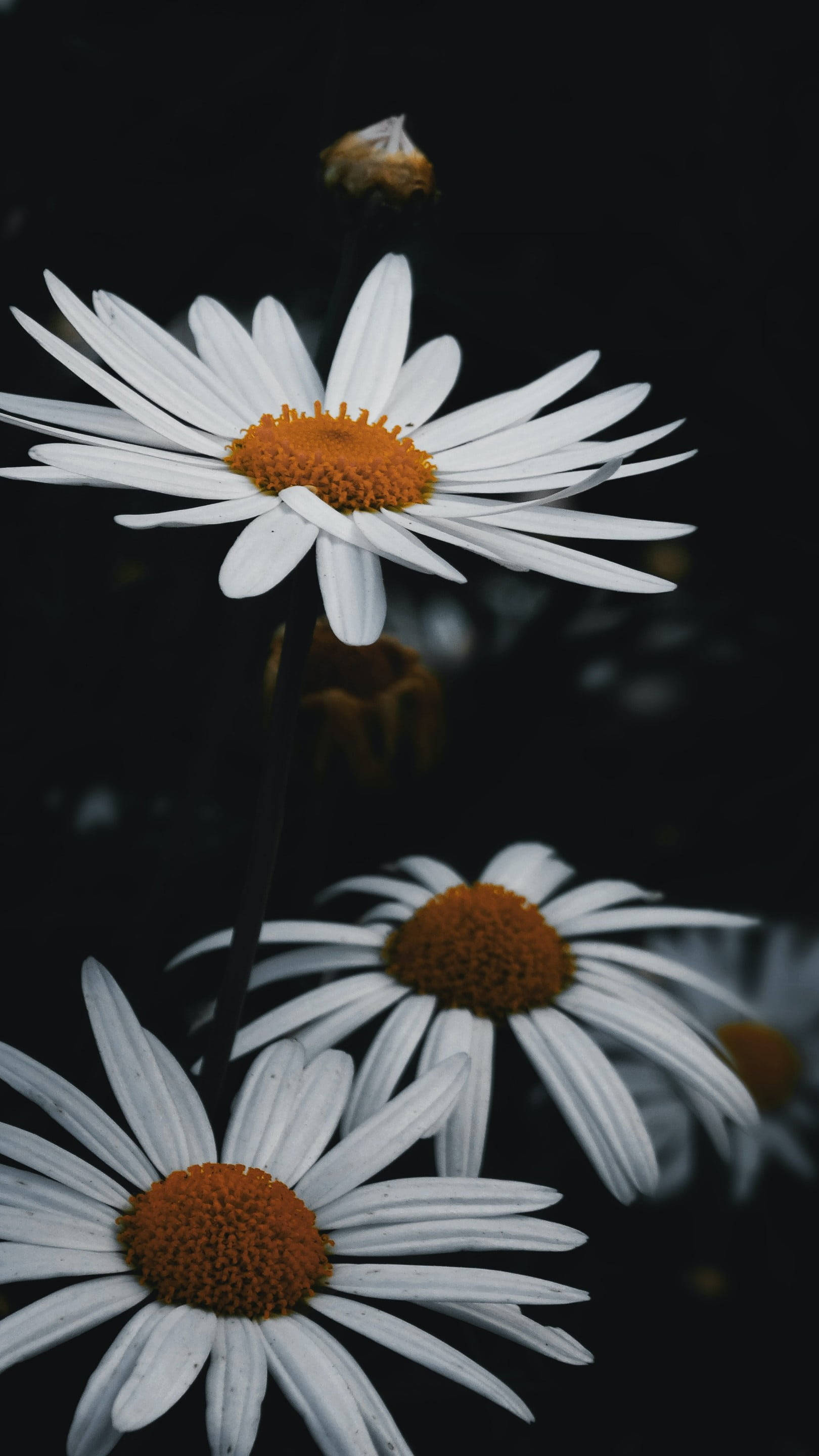 Daisy 桌布 壁紙 — 白色雛菊帶橙色花心，在柔焦中於純黑背景上綻放。