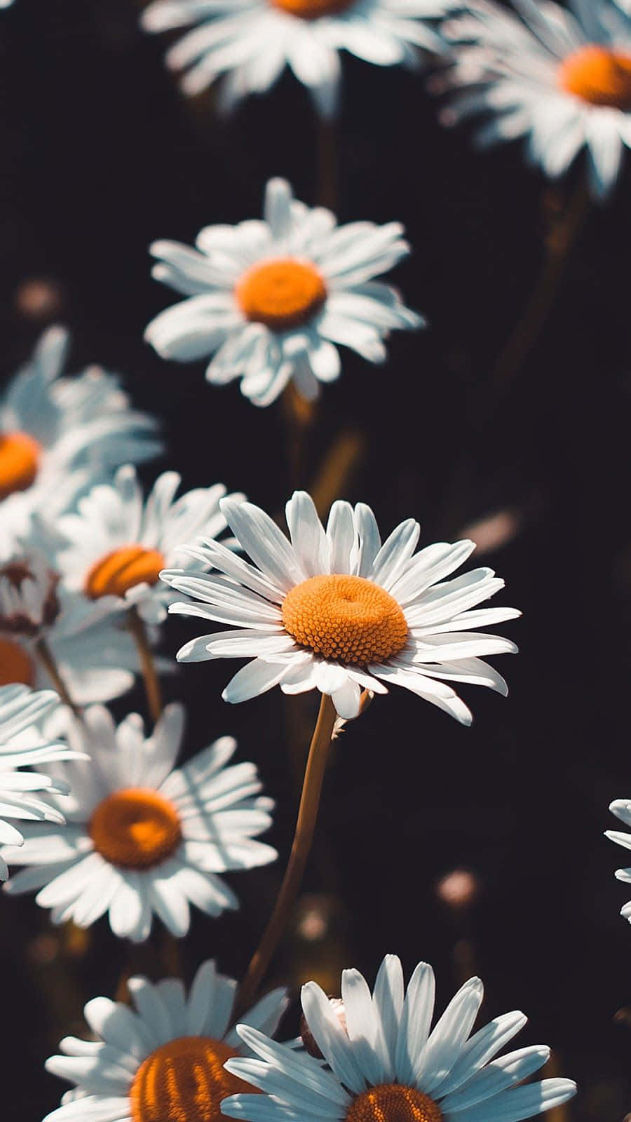 Flowers 桌布 壁紙 — 白色雛菊帶橙色花心，在黑暗模糊的背景中明亮綻放。