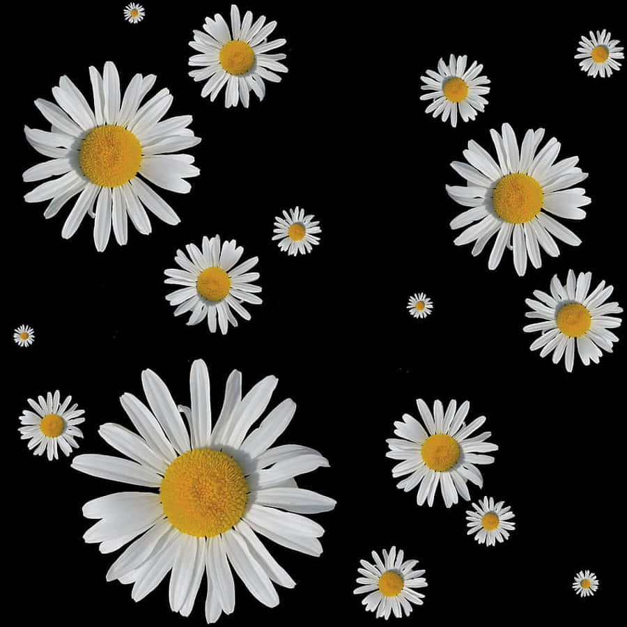 Daisy 桌布 壁紙 — 白色雛菊帶黃色花心，以不同大小漂浮在純黑背景上。