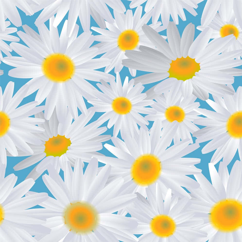 Daisy 桌布 壁紙 — 白色雛菊帶黃色花心，在明亮的藍色背景上密集盛開，形成無縫圖案。
