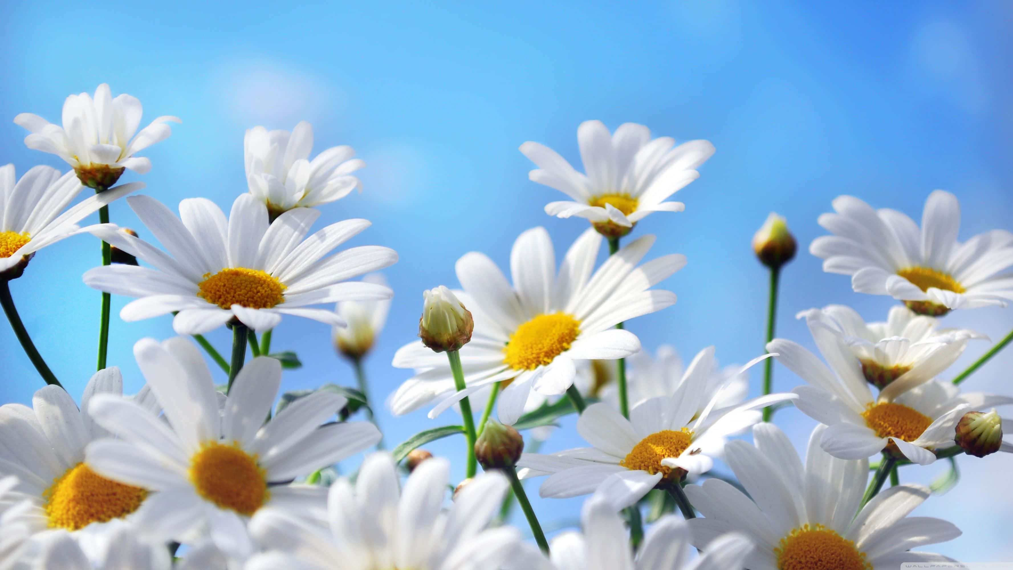 Flowers 桌布 壁紙 — 白色雛菊帶黃色花心，在明亮陽光下對著清澈藍天盛開。