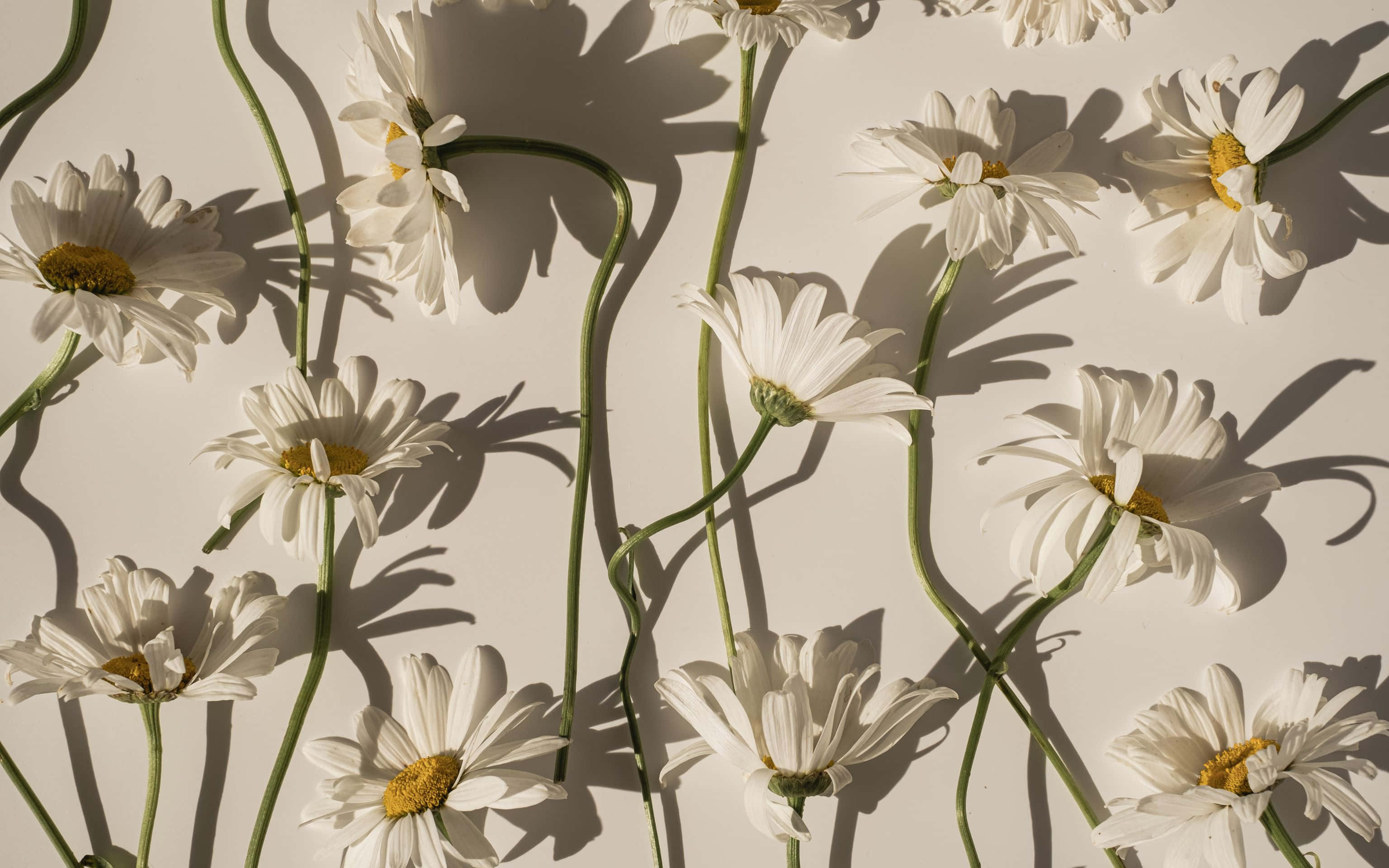 3072x1920 桌布 壁紙 — 白色雛菊帶黃色花心，在明亮陽光下於米色牆上投下戲劇性的陰影。