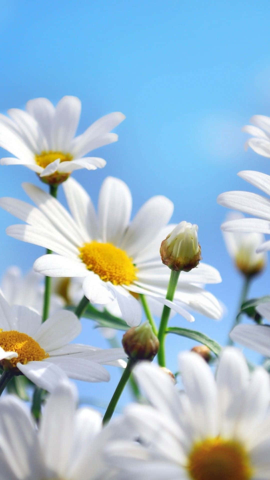 Daisy Flower 桌布 壁紙 — 白色雛菊帶黃色花心，在柔和自然光下對著晴朗藍天盛開。