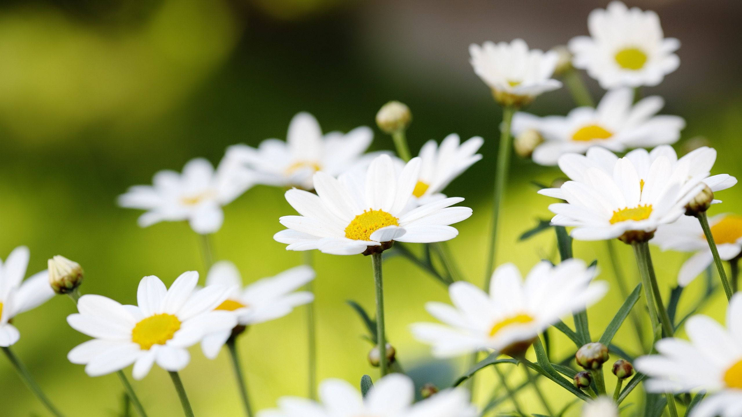 Flowers 桌布 壁紙 — 白色雛菊帶黃色花心，在柔焦中綻放，背景為充滿活力的綠色。