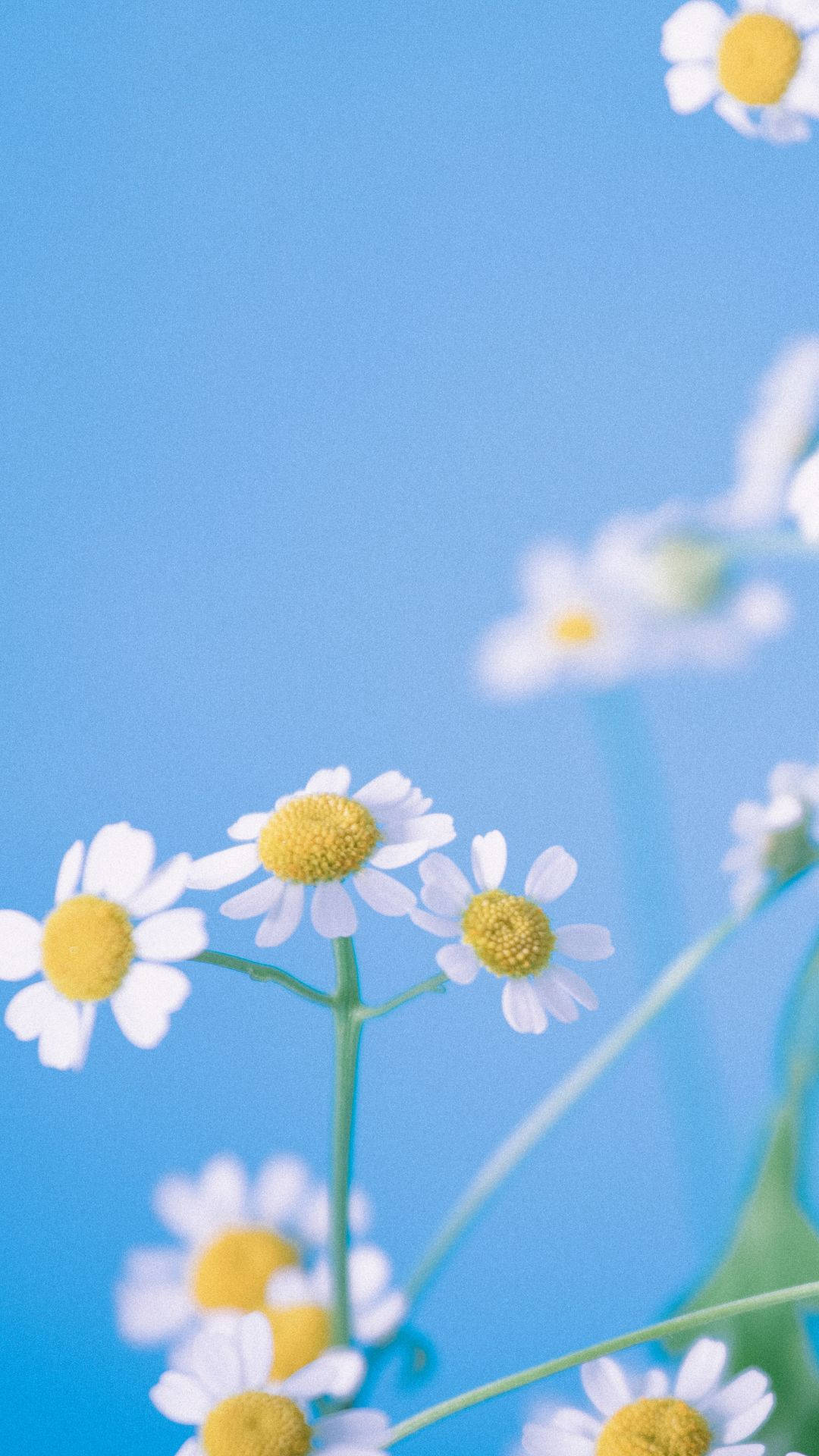 Cute Light Blue 桌布 壁紙 — 白色雛菊帶黃色花心，在淺景深中對著柔和藍天盛開。