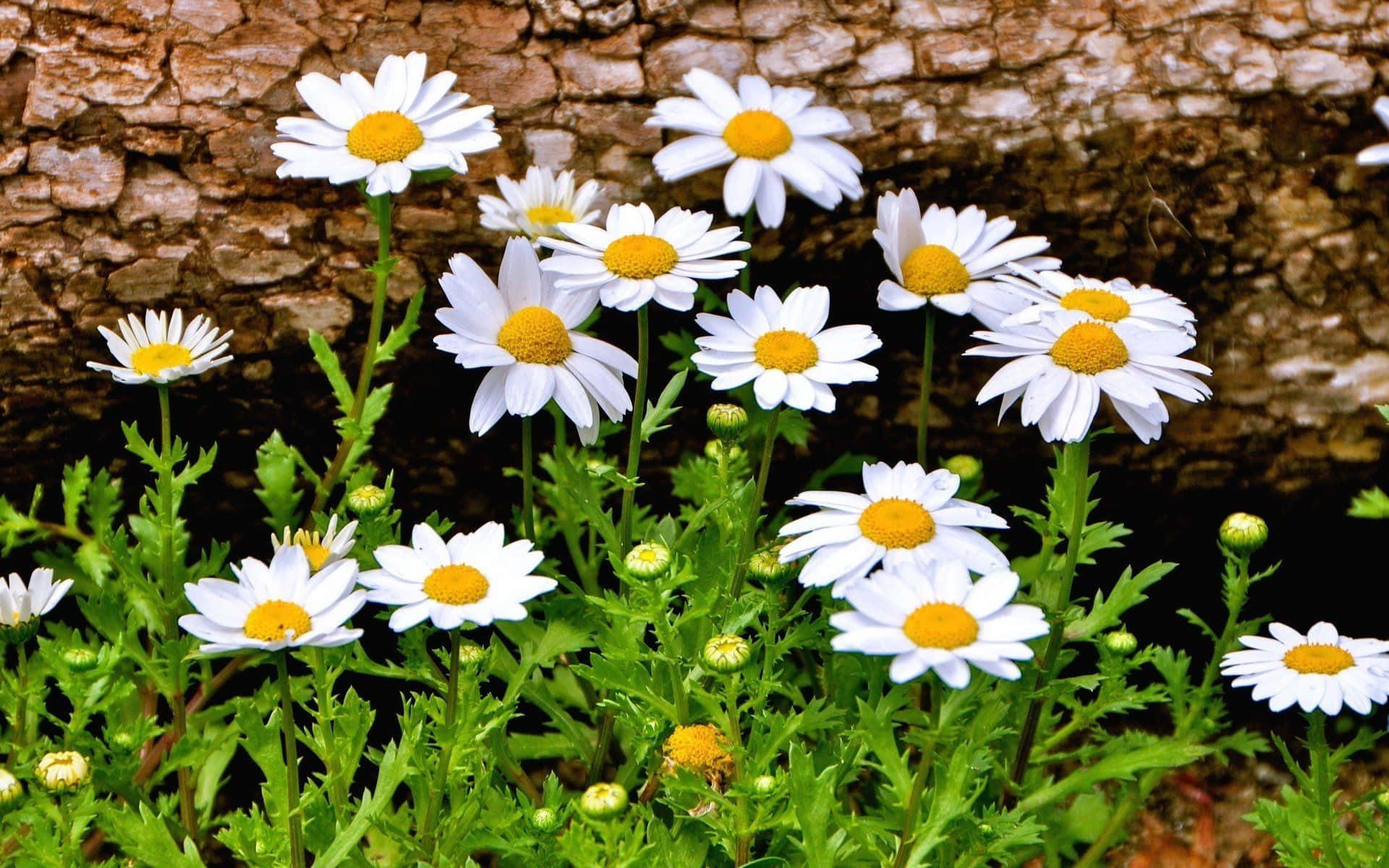 Daisy 桌布 壁紙 — 白色雛菊帶黃色花心，在紋理樹皮背景上鮮豔綻放。