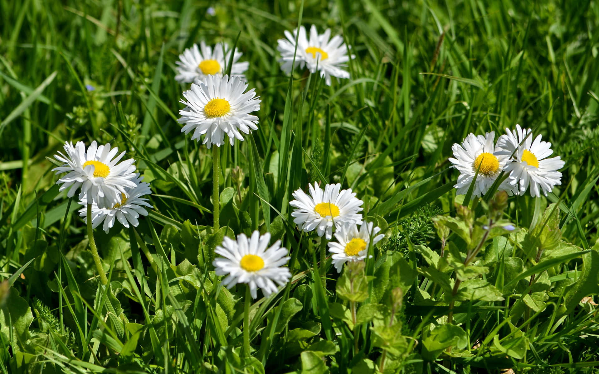 Daisy 桌布 壁紙 — 白色雛菊帶黃色花心，在陽光普照的白天裡，在茂盛的綠草中燦爛綻放。