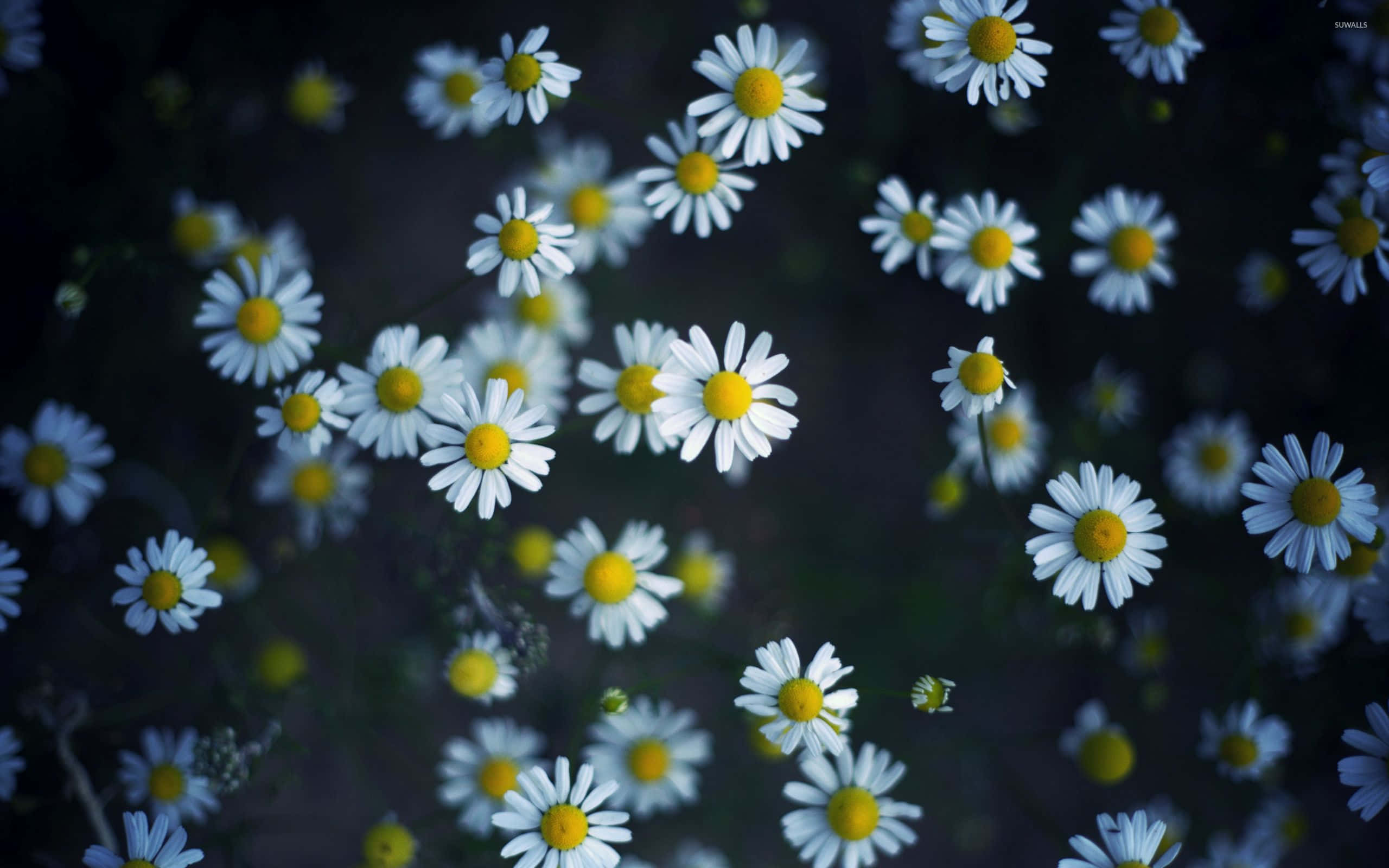 Blooming Flower 桌布 壁紙 — 白色雛菊帶黃色花心，在黑暗模糊的背景中以淺景深柔和綻放。