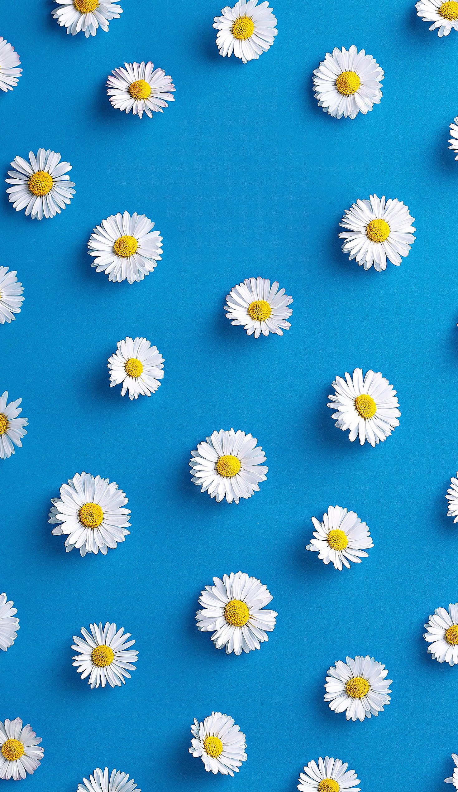 Daisy 桌布 壁紙 — 白色雛菊帶黃色花心，散落在充滿活力的藍色背景上，形成平鋪構圖。