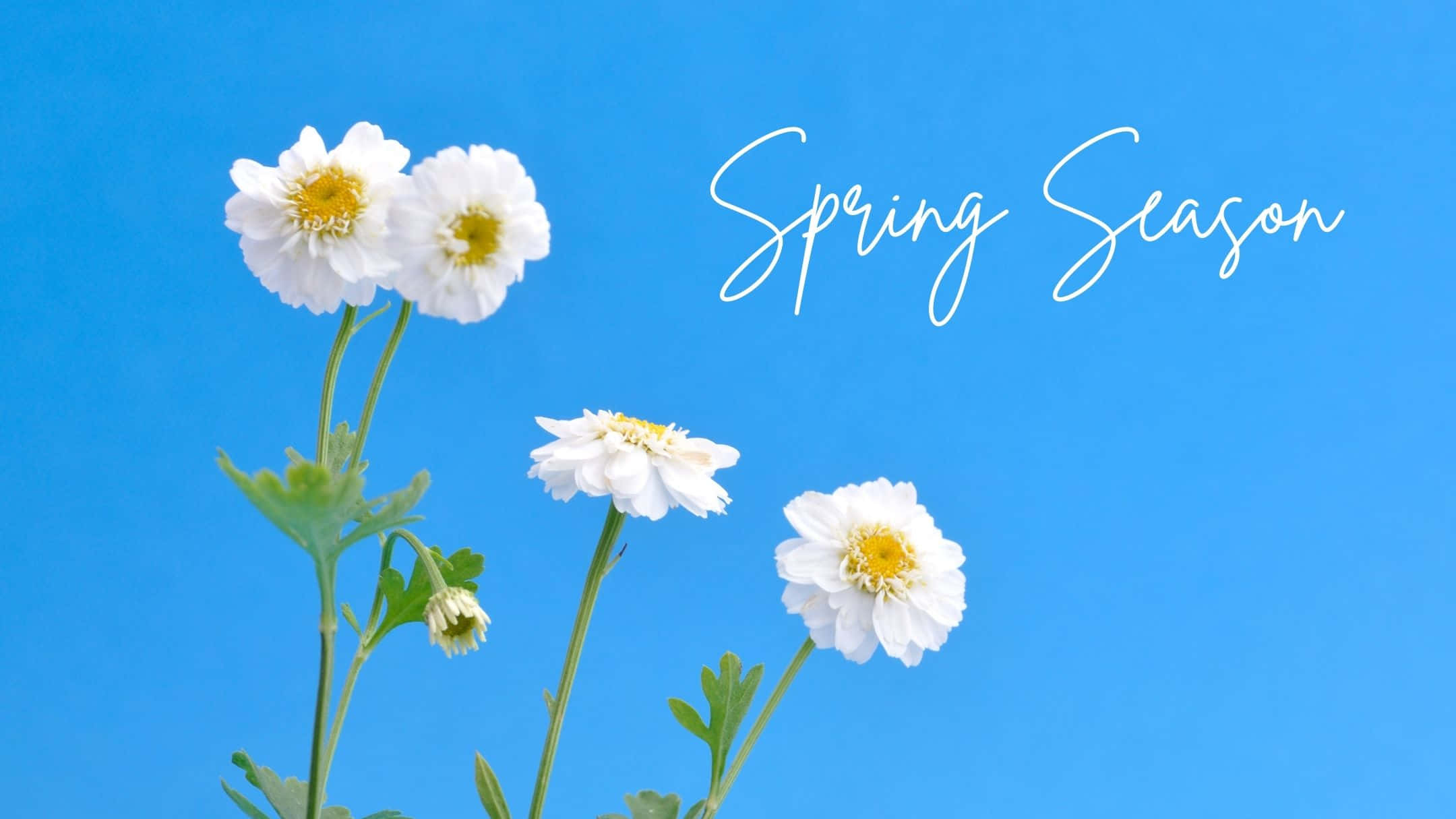 Spring Aesthetic 桌布 壁紙 — 白色雛菊帶黃色花心在鮮豔的藍天下綻放，並以白色字體寫有「Spring Season」。