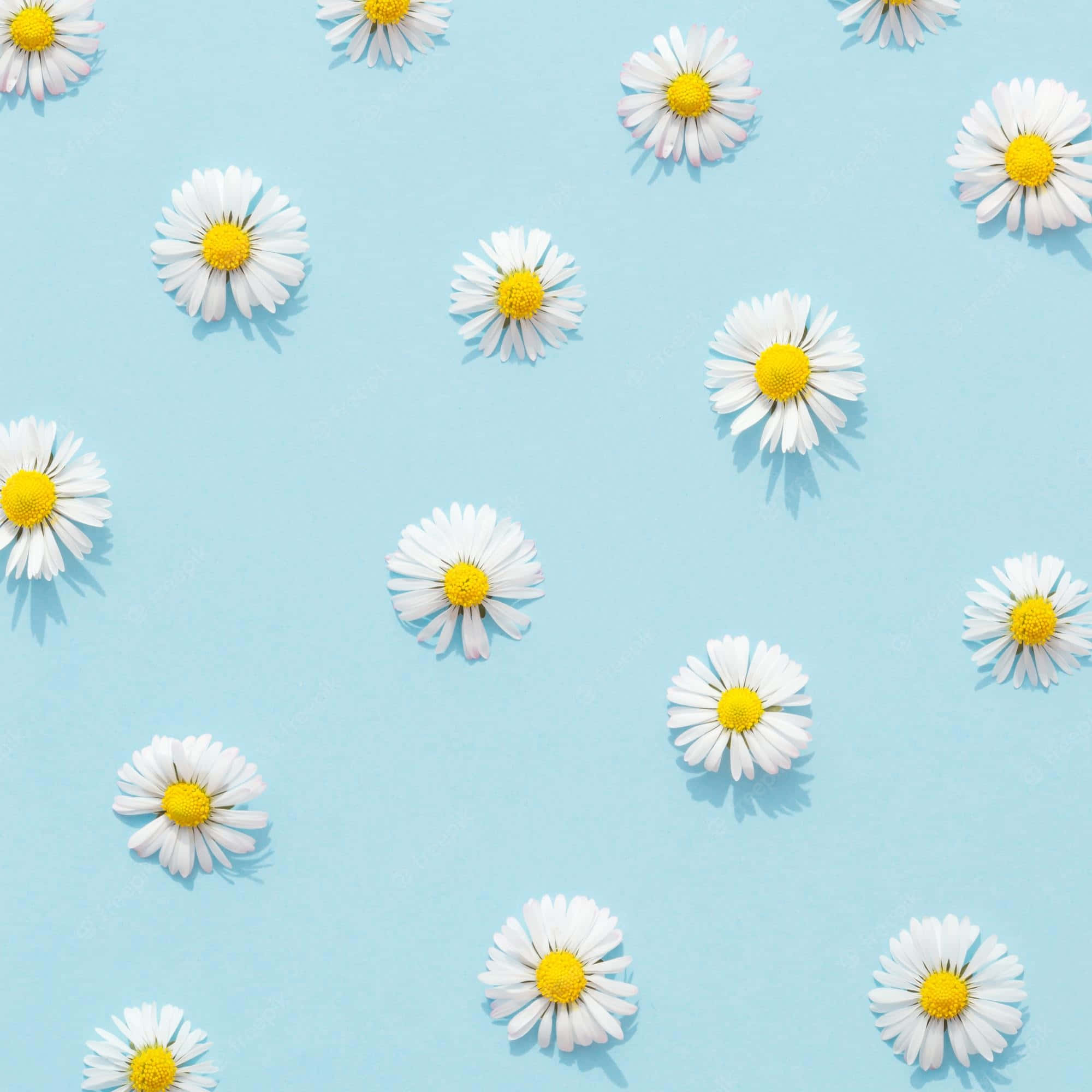 Daisy 桌布 壁紙 — 白色雛菊帶黃色花心散落在柔和的藍色背景上，以平鋪方式排列。