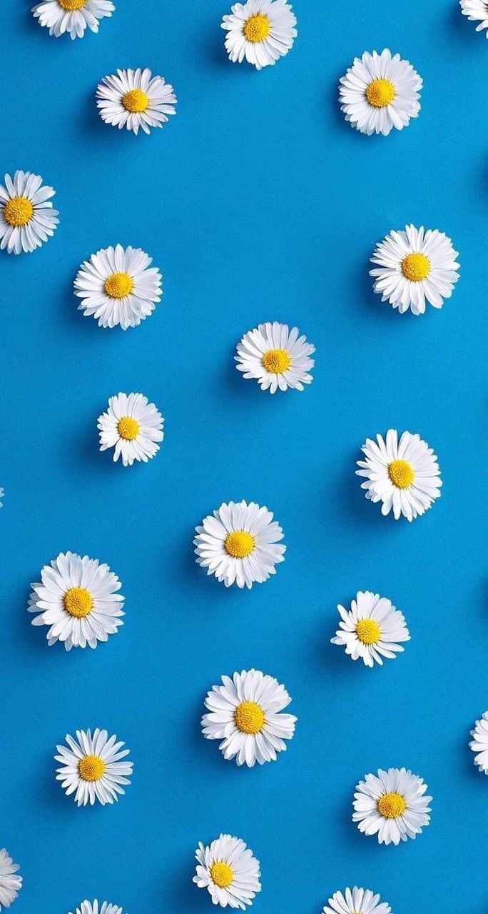 Daisy 桌布 壁紙 — 白色雛菊帶黃色花心散落在鮮豔的藍色背景上，平鋪構圖。