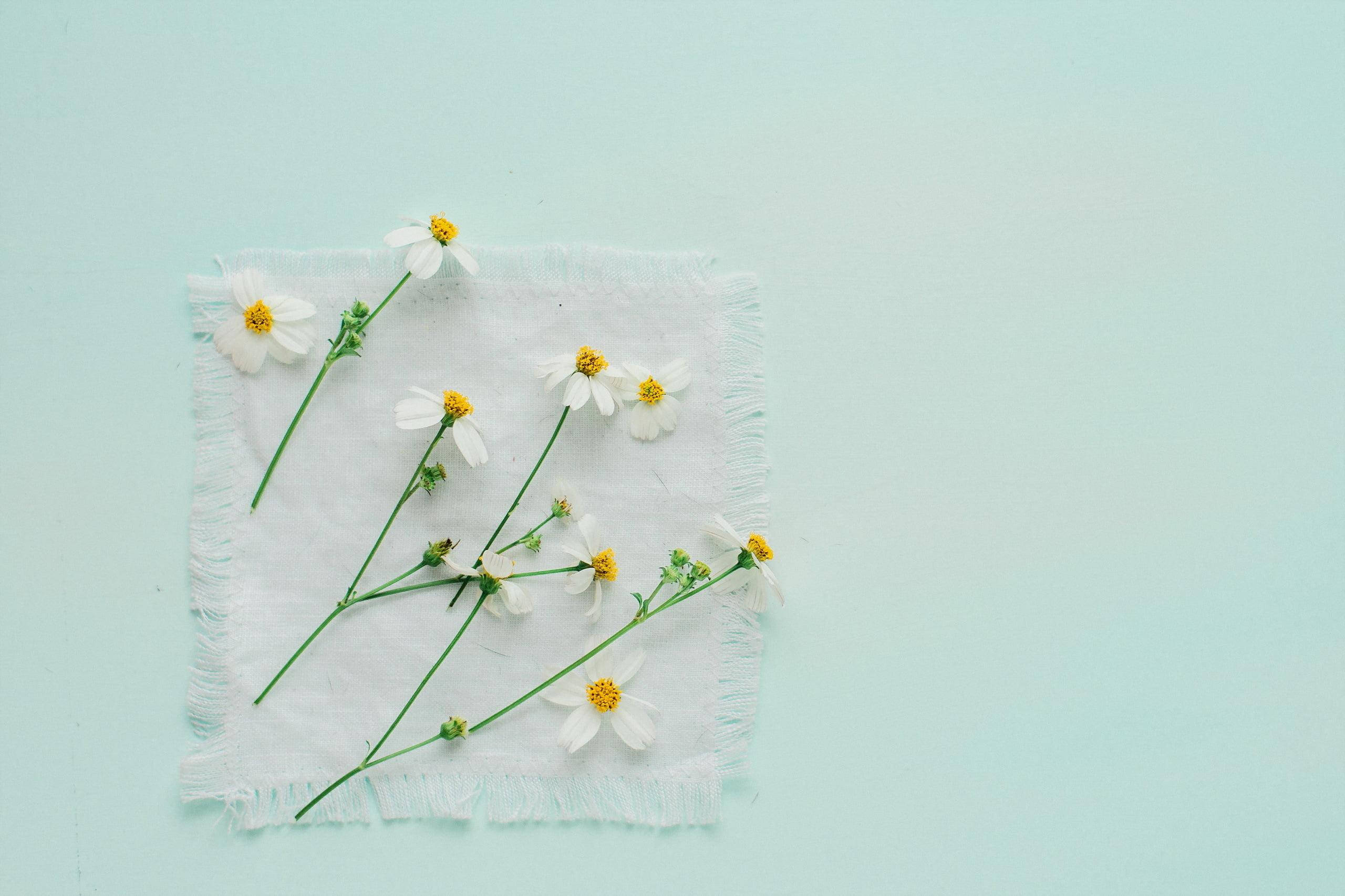 Minimalist Spring 桌布 壁紙 — 白色雛菊帶黃色花蕊，放在磨損的白色布料上，背景為柔和的薄荷綠色。