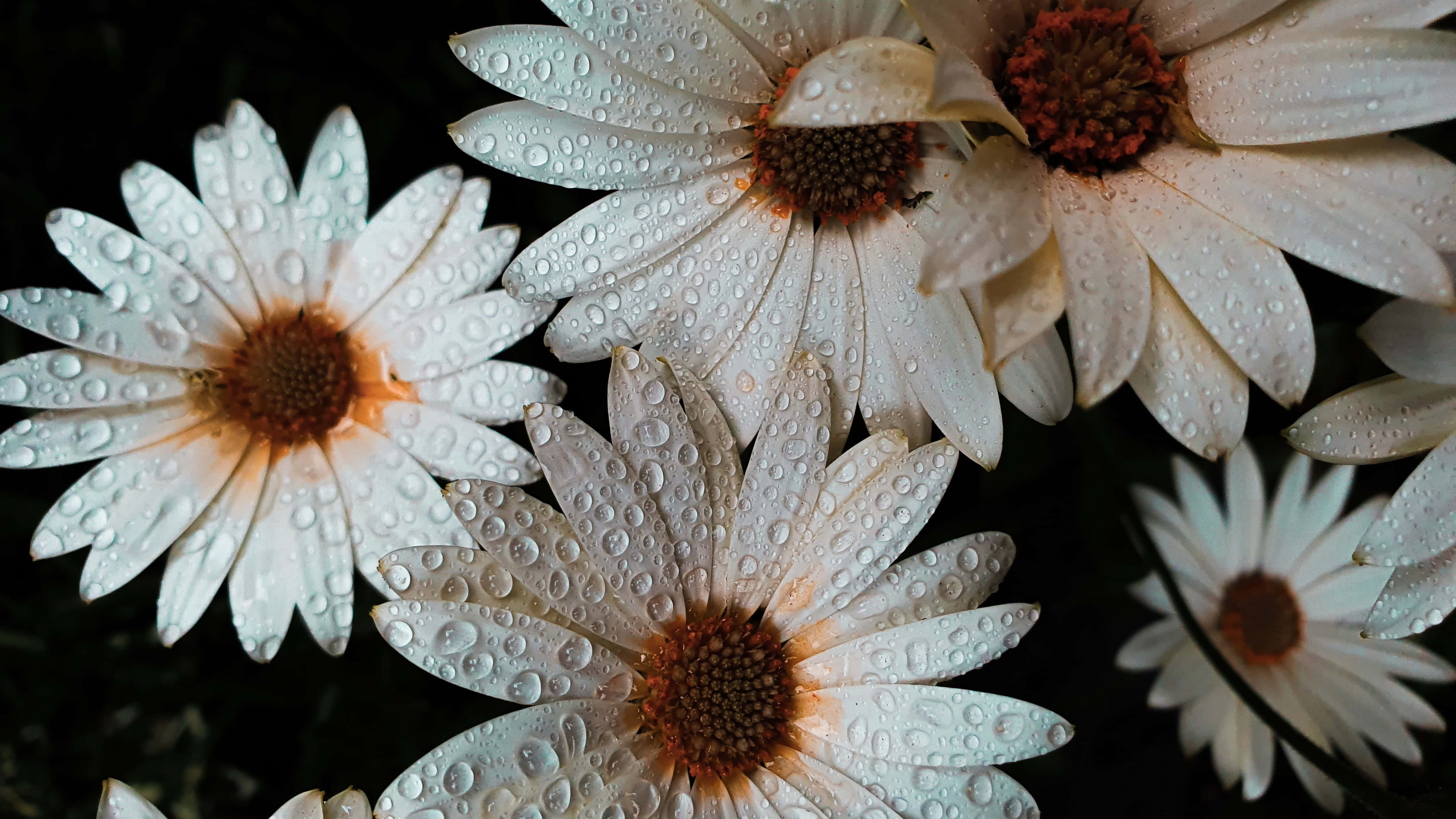 Tumblr Flowers Desktop 桌布 壁紙 — 白色雛菊特寫，花瓣上閃爍著露珠，背景為深色。