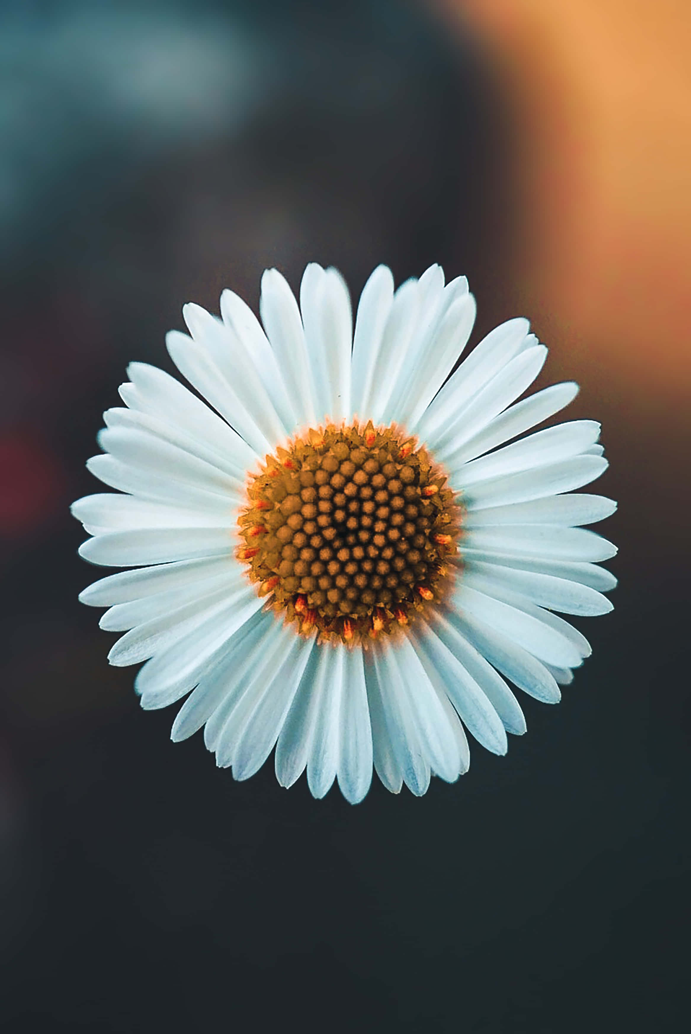 Daisy 桌布 壁紙 — 白色雛菊的特寫，帶有紋理的橙色中心，背景柔和模糊。