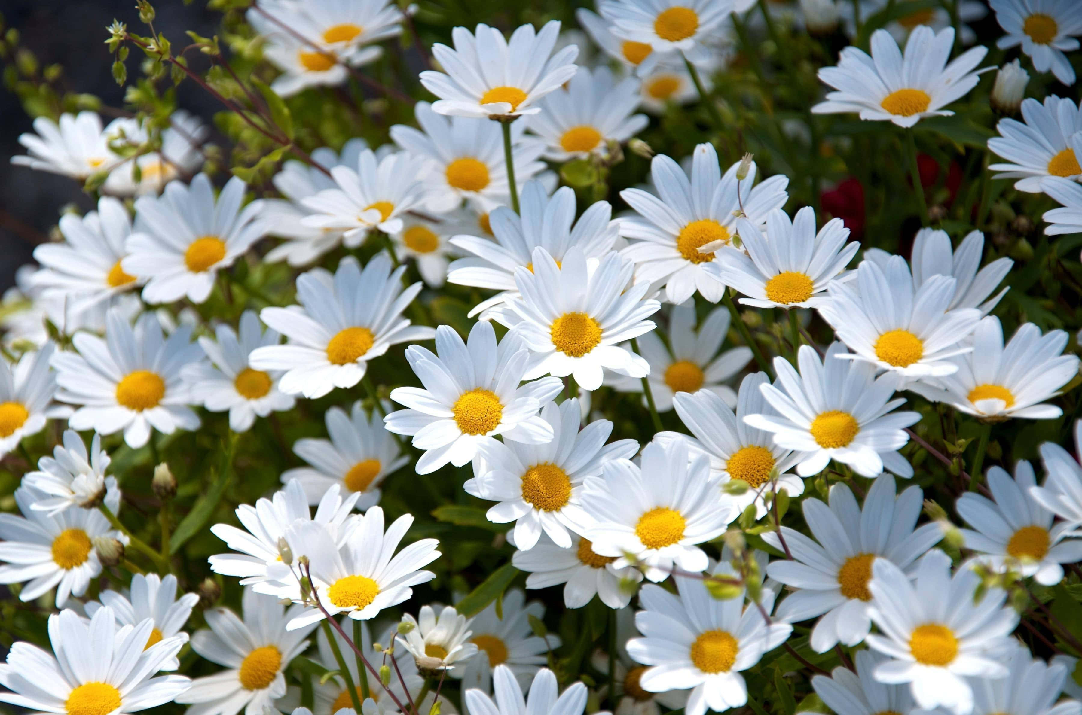 Daisy 桌布 壁紙 — 白色雛菊的特寫，帶有鮮黃色花心，在茂密綠葉中密集綻放，沐浴在明亮陽光下。