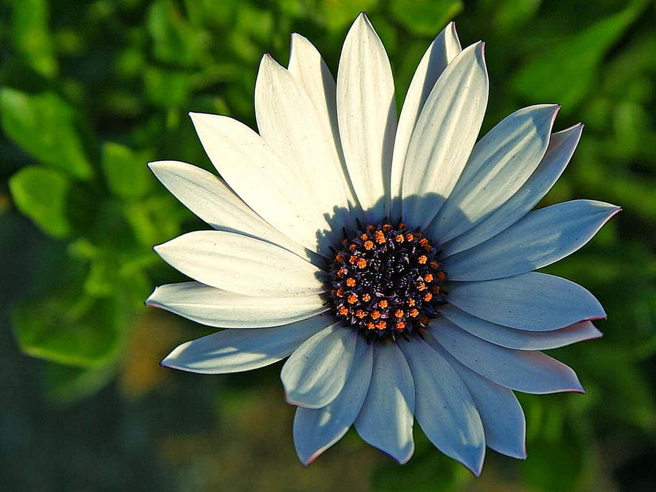 Daisy Flower 桌布 壁紙 — 白色雛菊的特寫，橙色中心花瓣在明亮的陽光下，對著模糊的綠色樹葉閃耀。