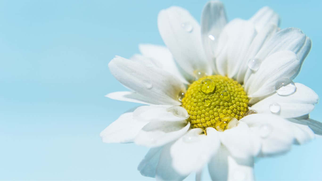 1366x768 Daisies 桌布 壁紙 — 白色雛菊的特寫，花瓣上閃爍著露珠，背景是柔和的藍天。