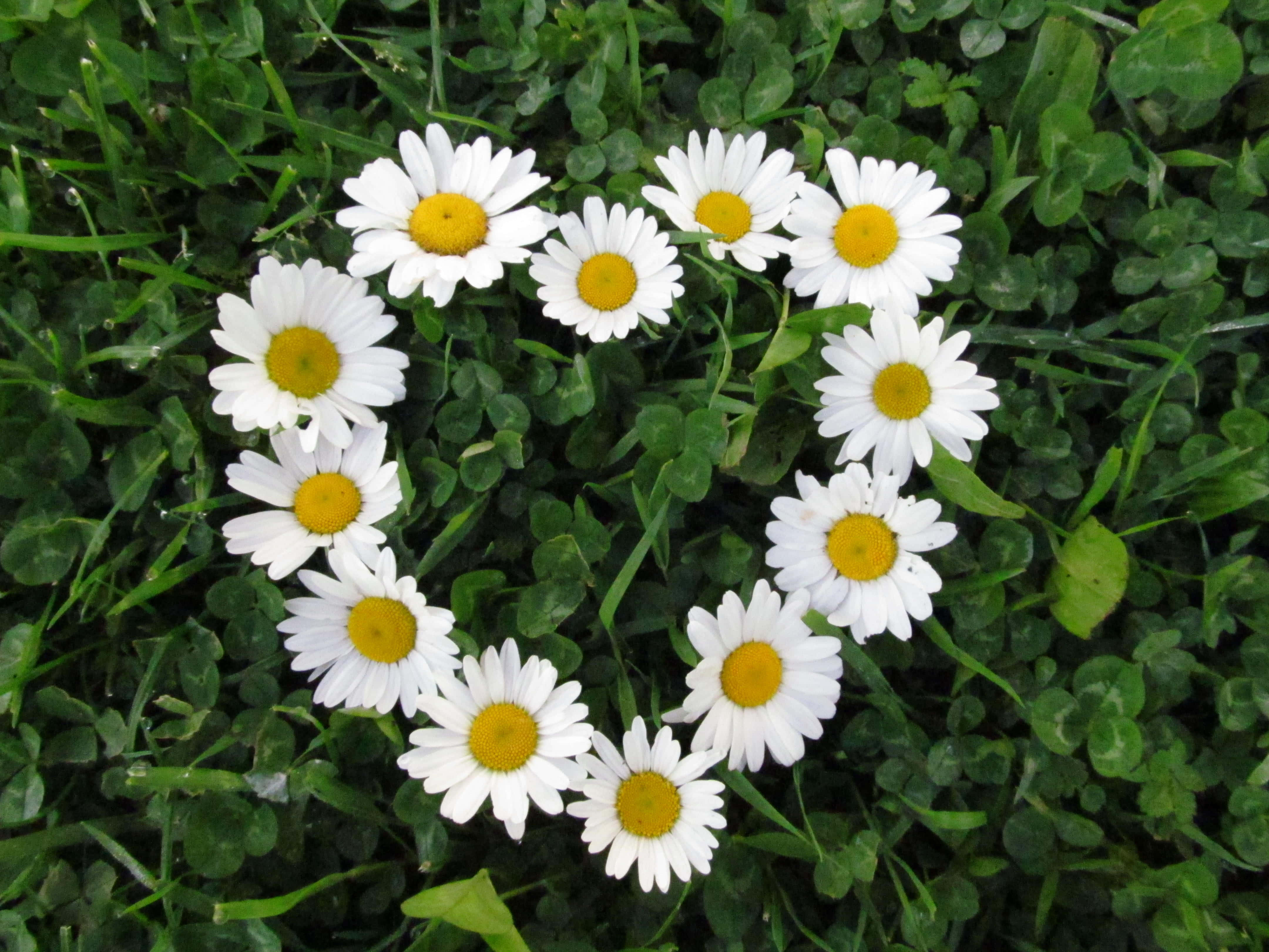 Daisy 桌布 壁紙 — 白色雛菊配黃色花心在綠色三葉草和草地上形成心形。