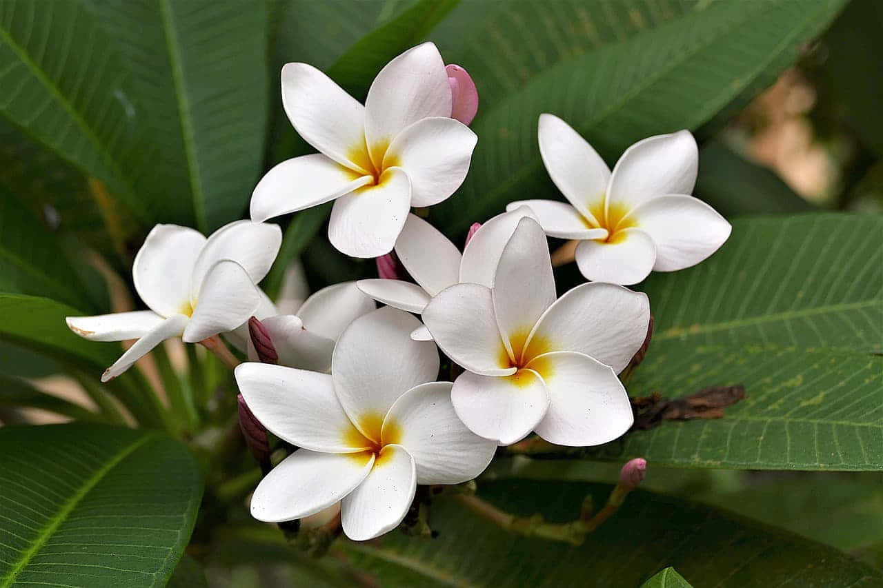 Flowers 桌布 壁紙 — 白色雞蛋花（frangipani）帶有黃色中心，在柔和自然光下，在茂盛綠葉襯托下鮮豔綻放。