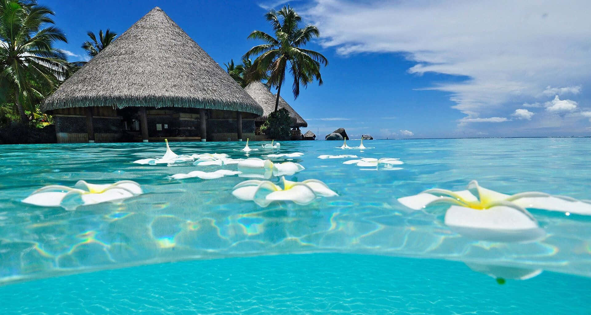 Best Summer 桌布 壁紙 — 白色雞蛋花在清澈的碧綠水上寧靜地漂浮，靠近一個被棕櫚樹環繞的茅草屋頂水上平房，在明亮的藍天下。