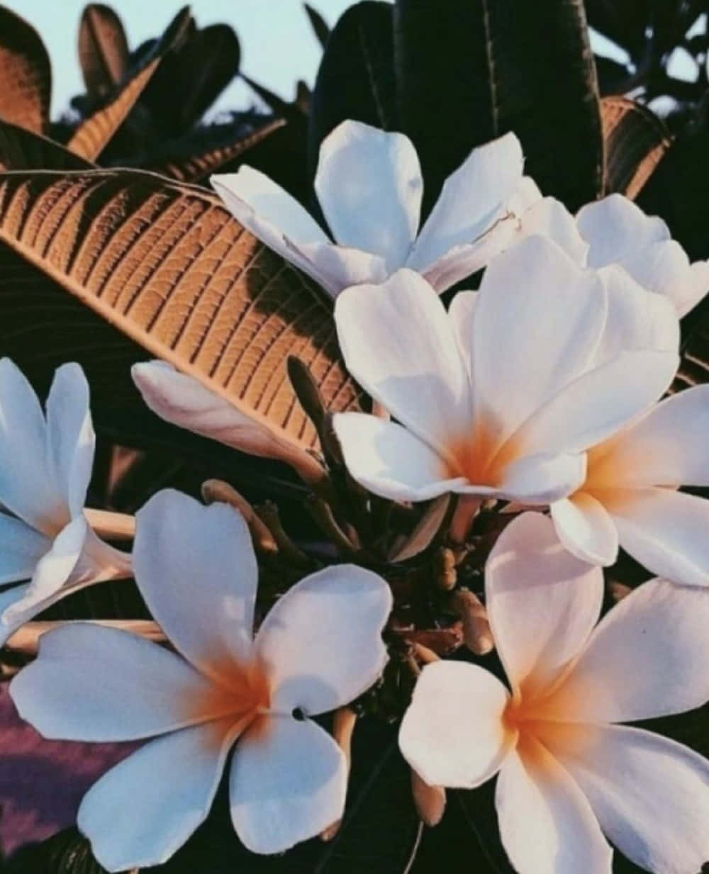 Vsco Girl 桌布 壁紙 — 白色雞蛋花帶橙色花心，在溫暖的金色陽光下，襯著深綠色葉子盛開。