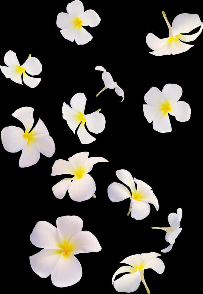 White Flowers 桌布 壁紙 — 白色雞蛋花帶黃色中心，在純黑背景上優雅漂浮。