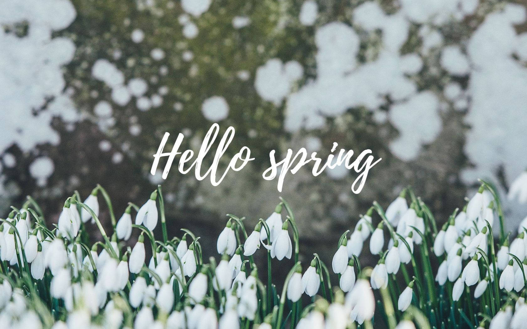 Spring Aesthetic 桌布 壁紙 — 白色雪花蓮花在早春綻放，背景是長滿苔蘚的岩石和殘留的雪塊。