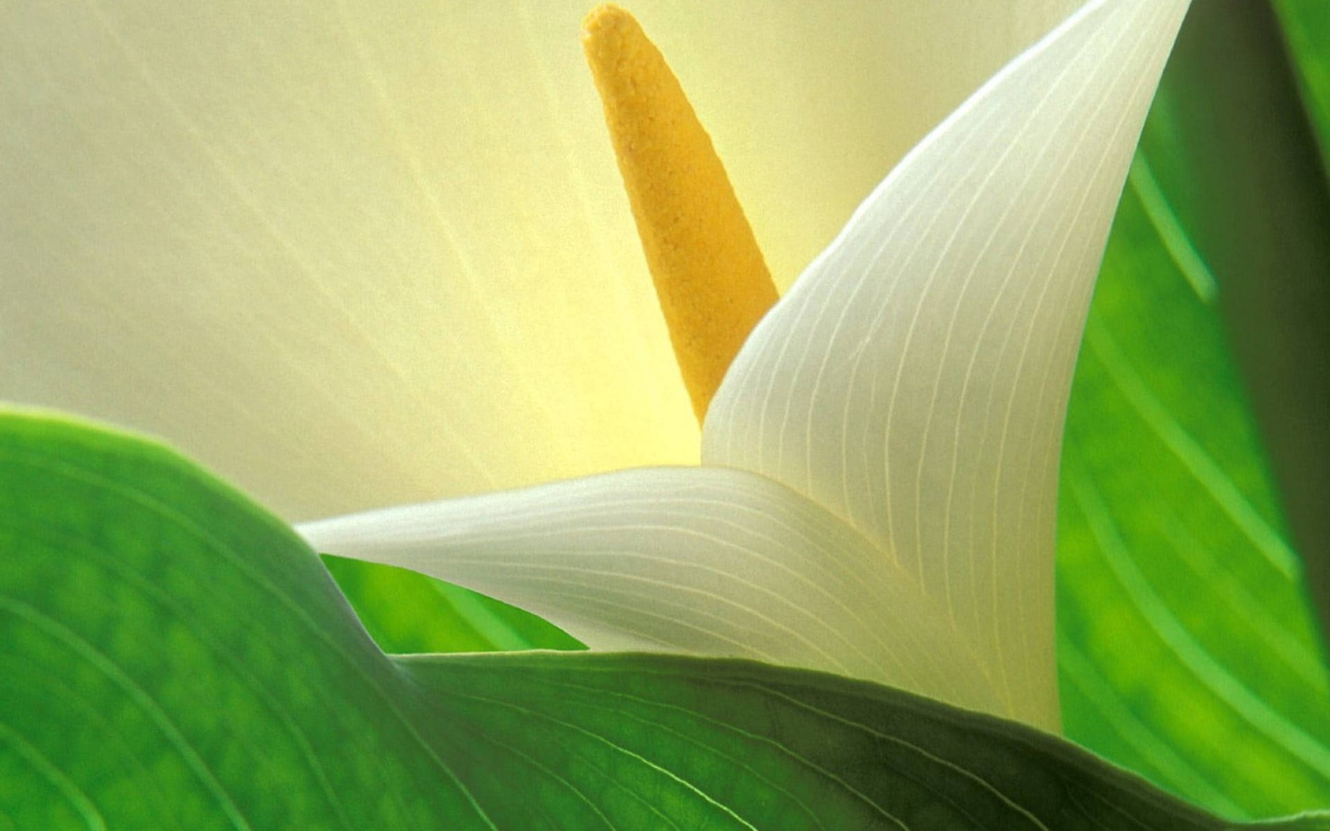 lily 桌布 壁紙 — 白色馬蹄蓮的特寫，帶有黃色肉穗花序，周圍環繞著茂密的綠葉。