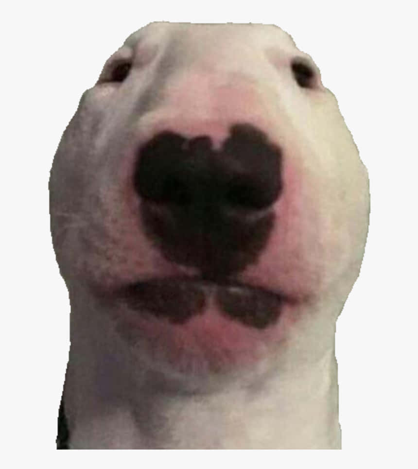 Walter The Dog 桌布 壁紙 — 白色鬥牛㹴臉部特寫，向上看，粉紅色鼻子，深色眼睛，背景簡潔。