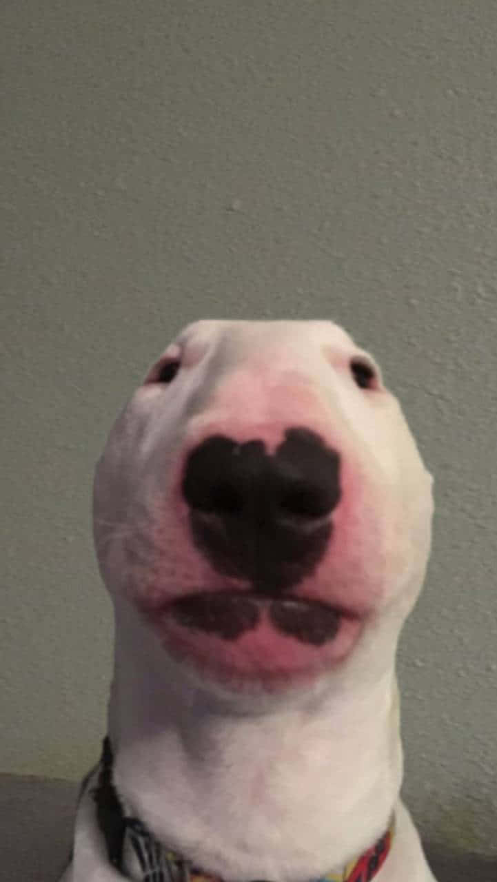 Walter The Dog 桌布 壁紙 — 白色鬥牛㹴臉部特寫，擁有心形黑色鼻子和粉紅色口鼻，向上凝視。