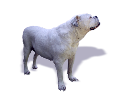 白色鬥牛犬側面特寫 黑色背景 壁紙