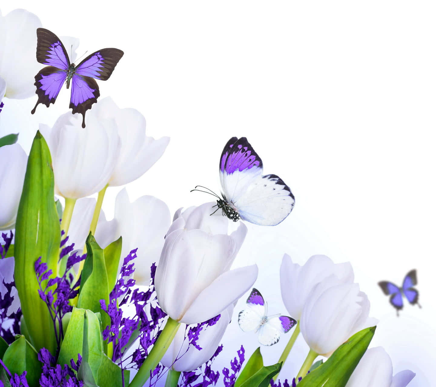 Butterflies 桌布 壁紙 — 白色鬱金香和紫色填充花在潔白背景上迎來鮮豔的紫色和白色蝴蝶。