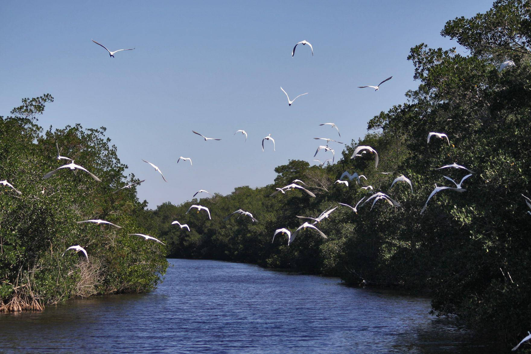 Birds Flying 桌布 壁紙 — 白色鳥兒在晴朗藍天下，優雅地翱翔於平靜的河流之上，兩旁是茂密的綠色紅樹林。