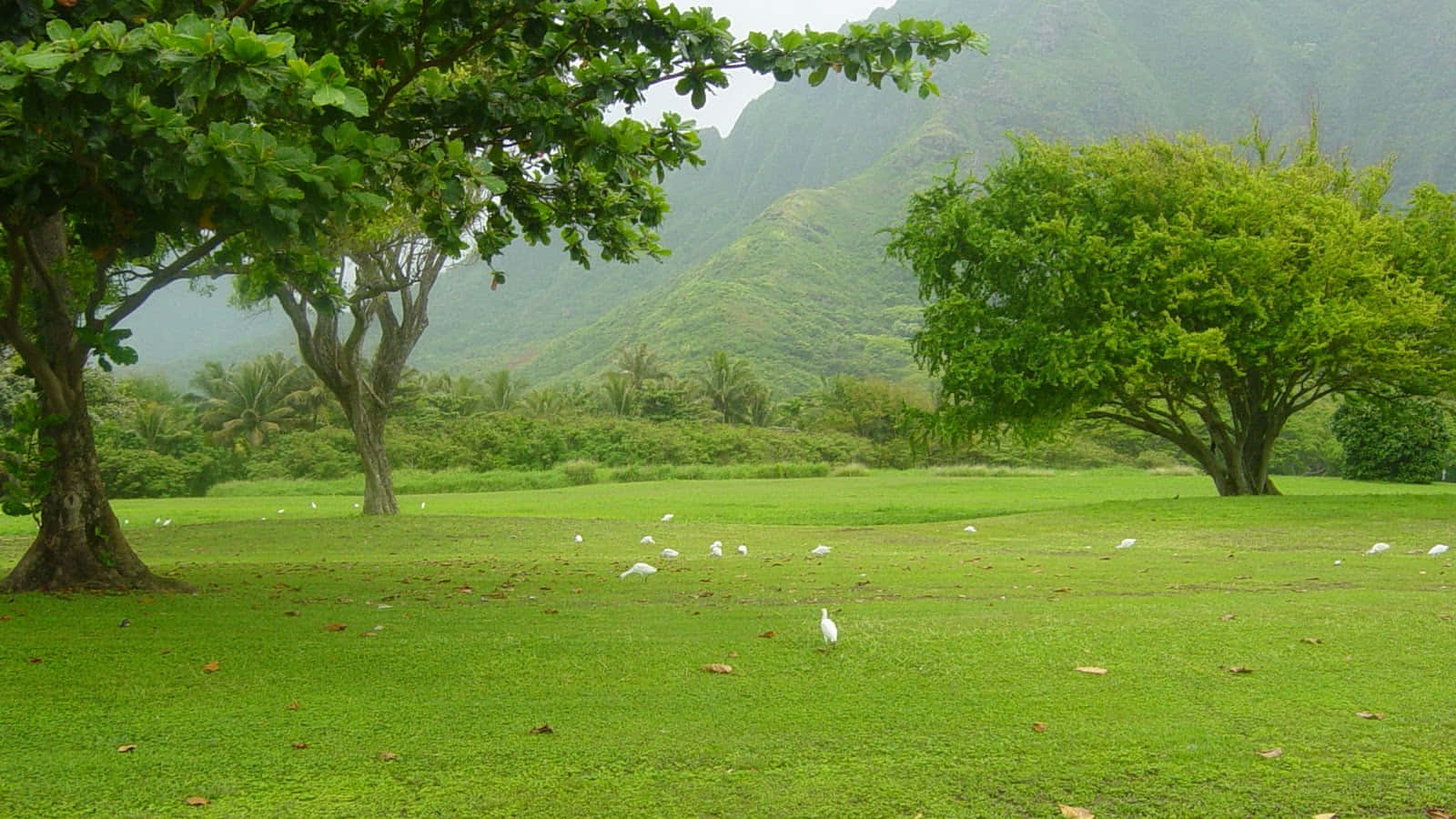 Natural Resources 桌布 壁紙 — 白色鳥兒點綴著翠綠的草坪，四周環繞著枝葉茂密的樹木，背景中薄霧繚繞的山巒升起。
