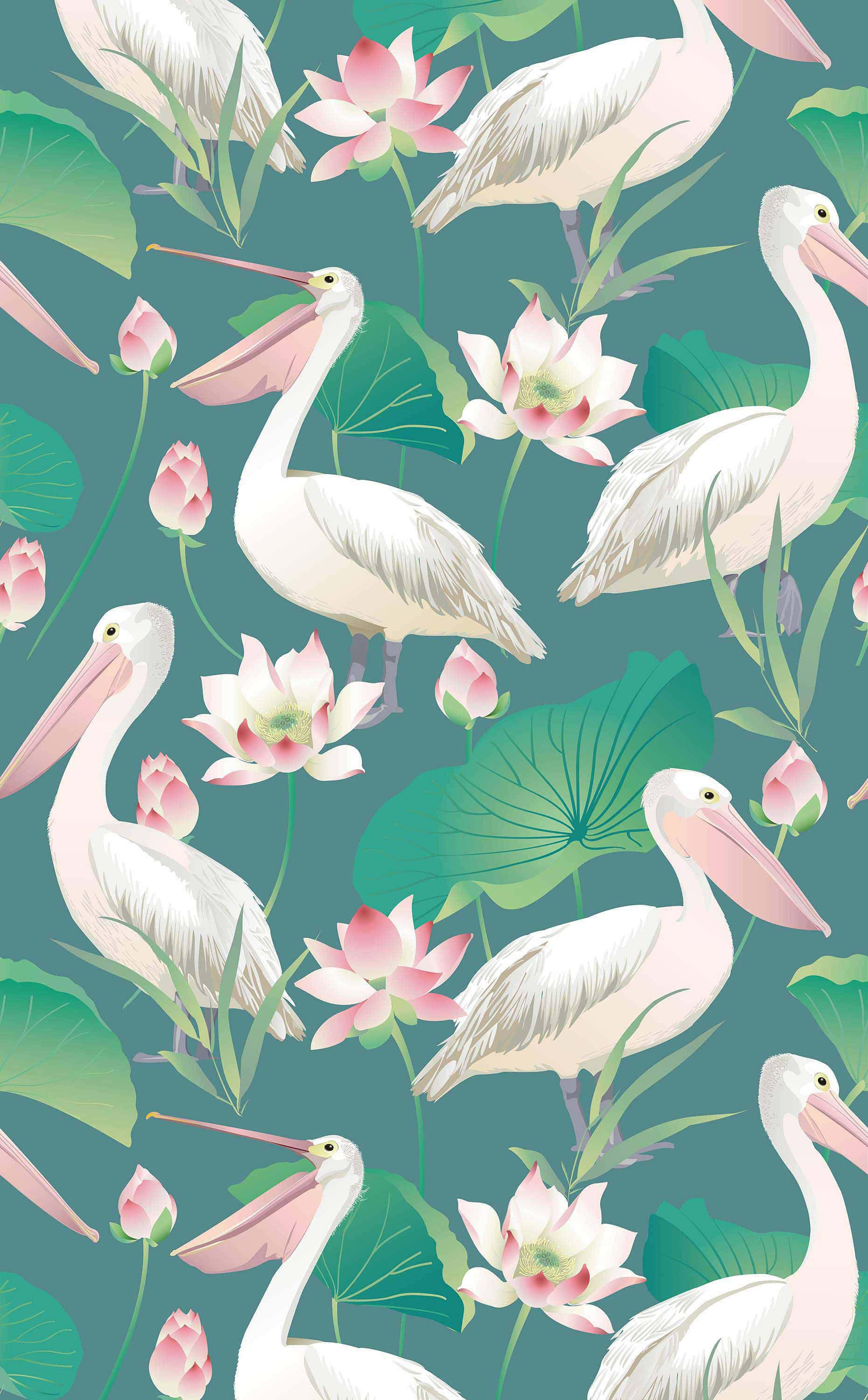 Pelicans 桌布 壁紙 — 白色鵜鶘優雅地棲息在茂密的綠色睡蓮葉和盛開的粉紅色蓮花之間，背景為藍綠色。