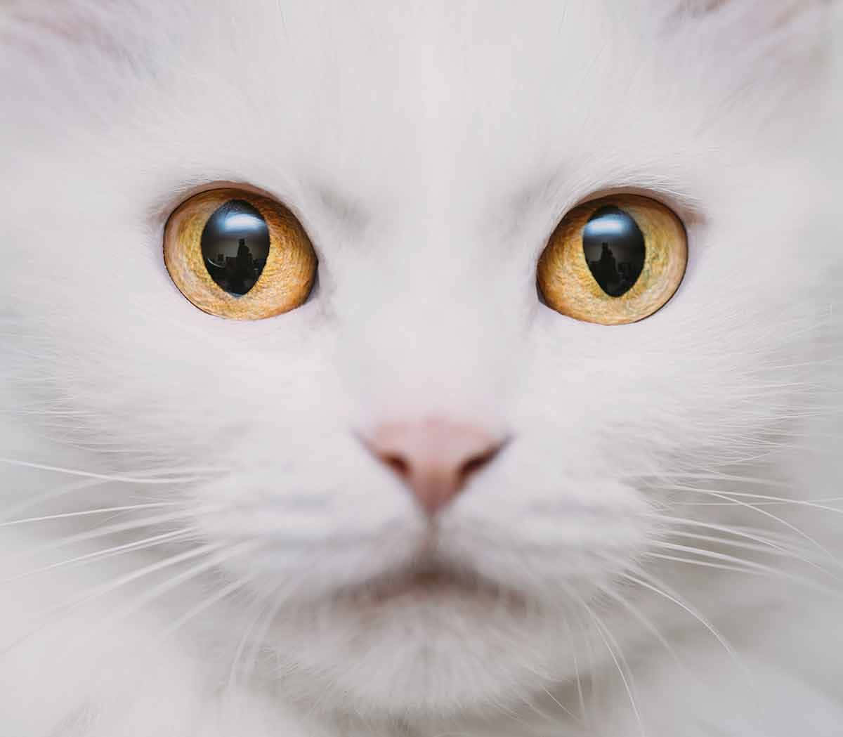 Cat Eyes 桌布 壁紙 — 白貓臉部特寫，金色眼睛反射城市天際線。