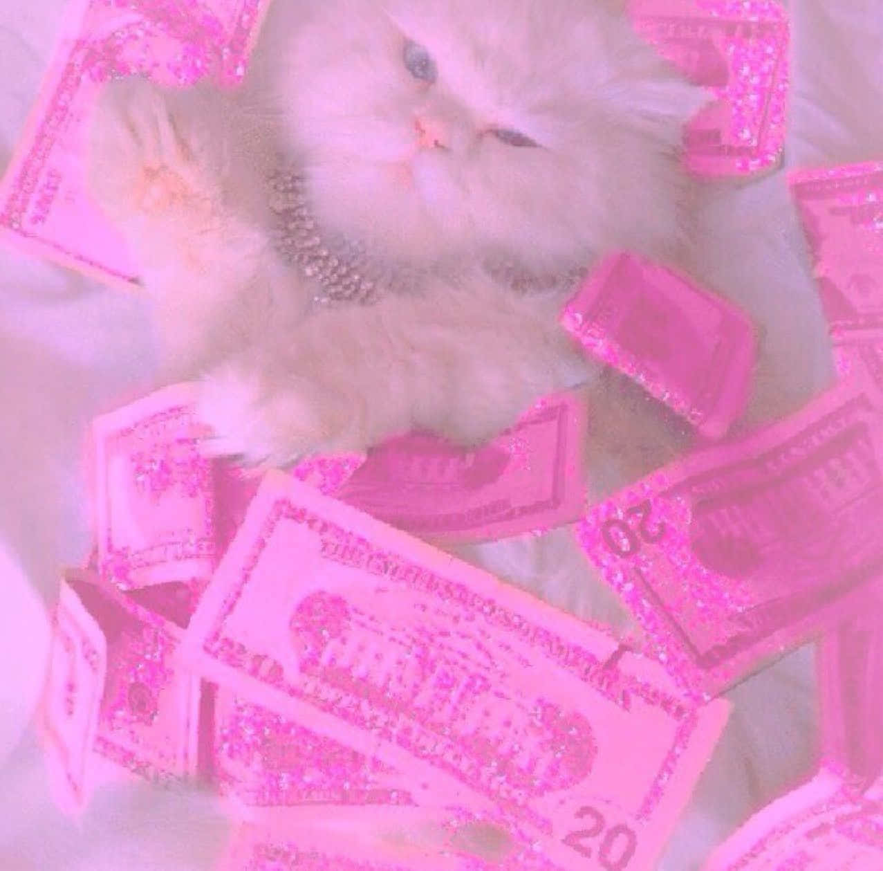 白貓與少女感金錢 壁紙