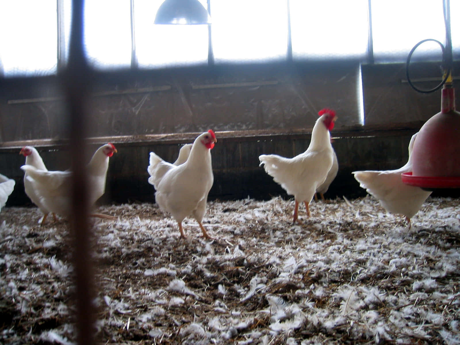 farm animals 桌布 壁紙 — 白雞在明亮的窗光下，在散落羽毛的穀倉地板上漫步。