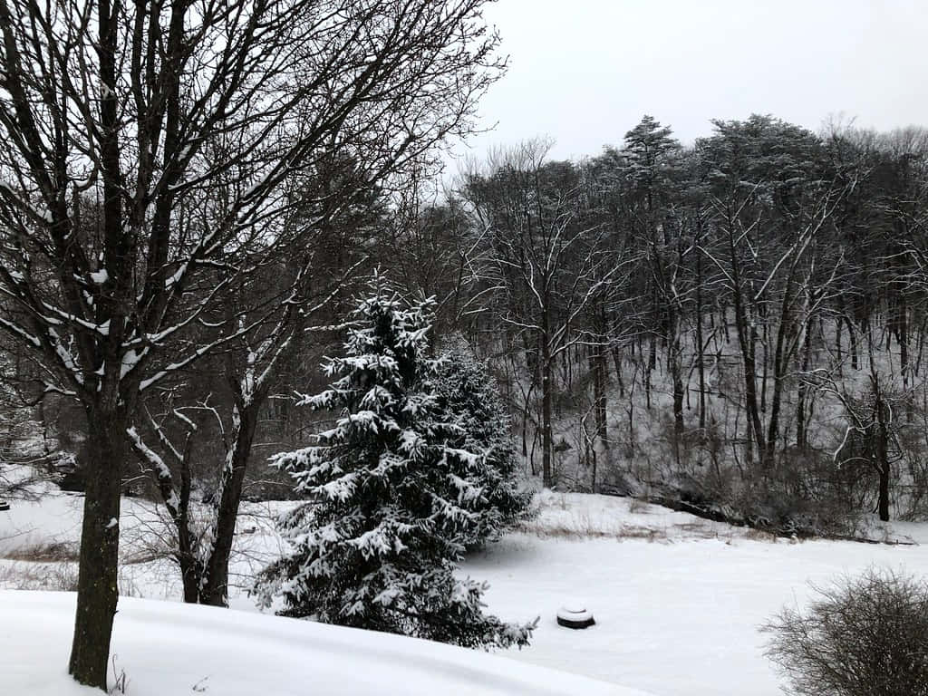 blizzard 桌布 壁紙 — 白雪皚皚的冬季森林場景，光禿禿的樹木和白雪覆蓋的常綠樹在灰色天空下格外突出。