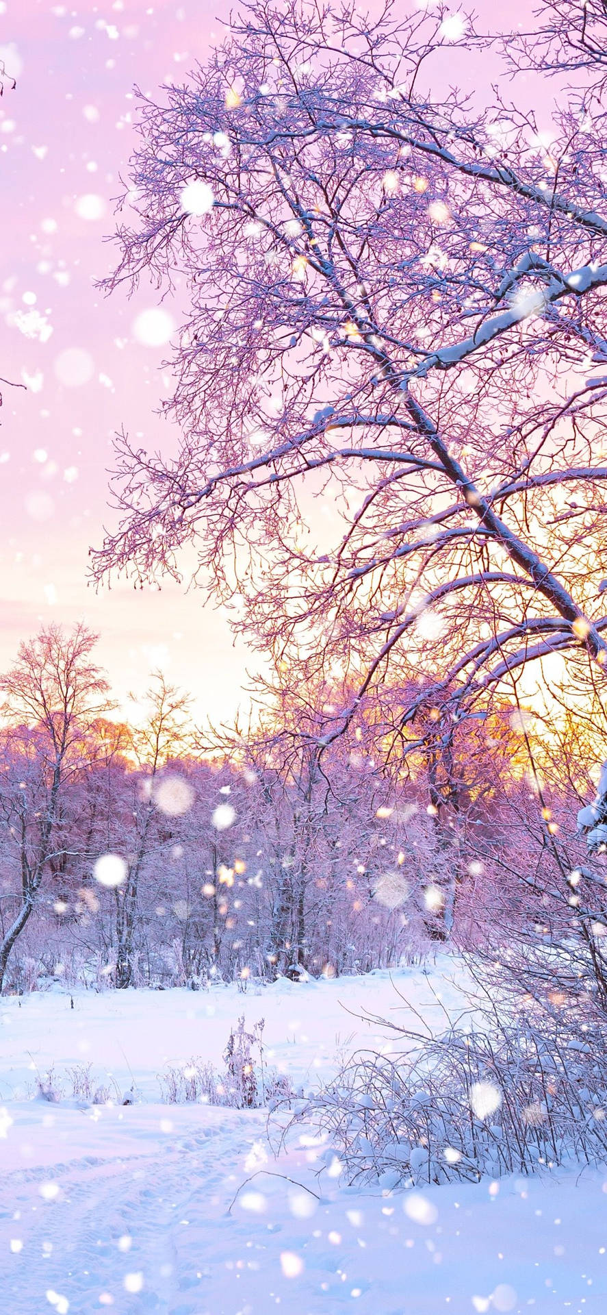 雪 桌布 壁紙 — 白雪覆蓋光禿禿的樹木，在柔和的粉紅和紫色暮色天空下，飄浮著散景燈光。